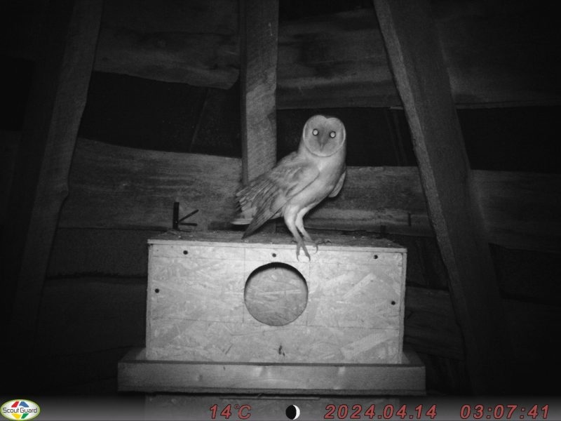 Сипуха осматривает искусственное гнездовье. Фото: «Экодом»