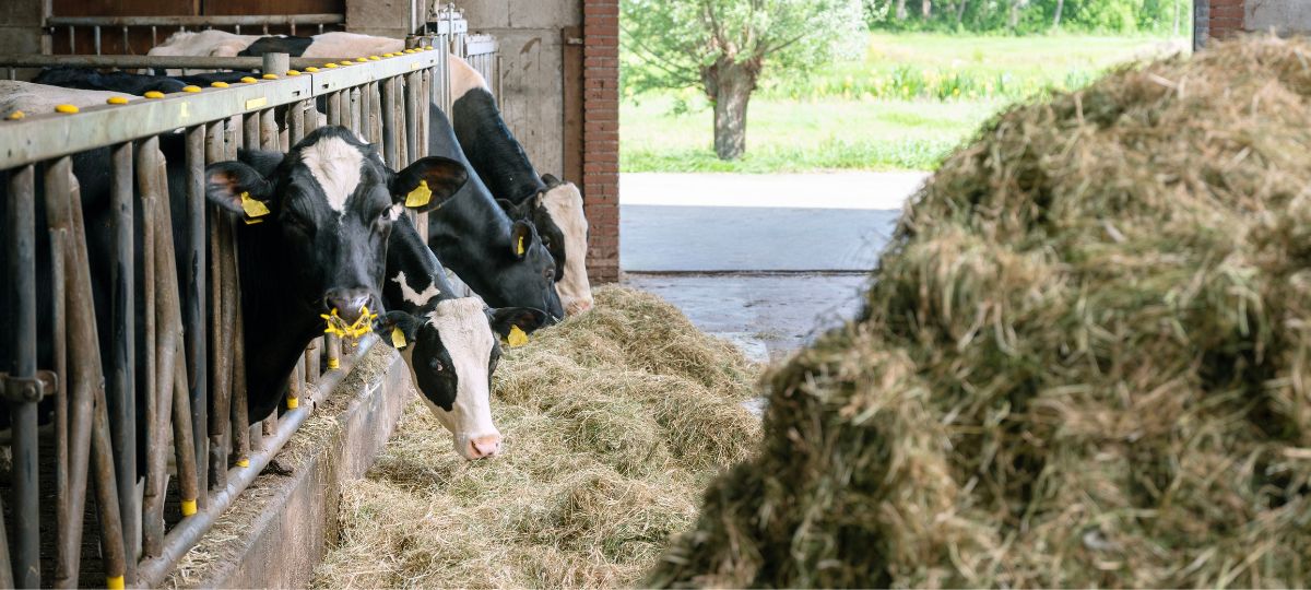 Коровы не знают о "высоких технологиях"