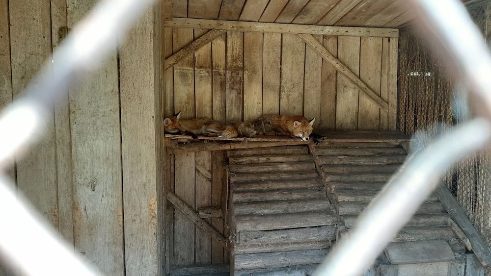 Лисы в «Уголке живой природы» в брестском парке культуры и отдыха.