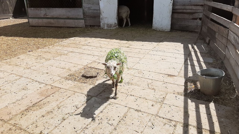 Обитатель «Уголка живой природы» в брестском парке культуры и отдыха.