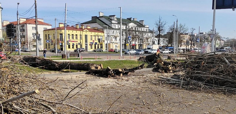 В Бресте возле ЦУМа спилили деревья. Фото из соцсетей