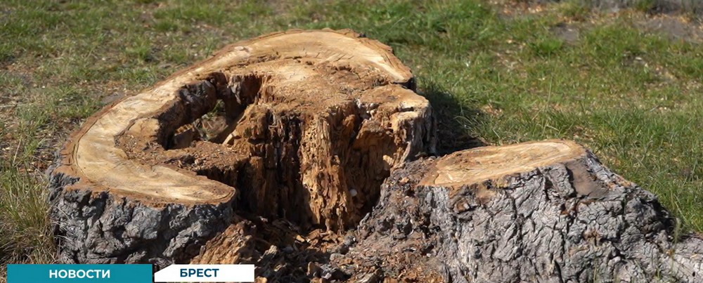 Пень от спиленного дерева возле гостиницы «Интурист» в Бресте. Скриншот видео