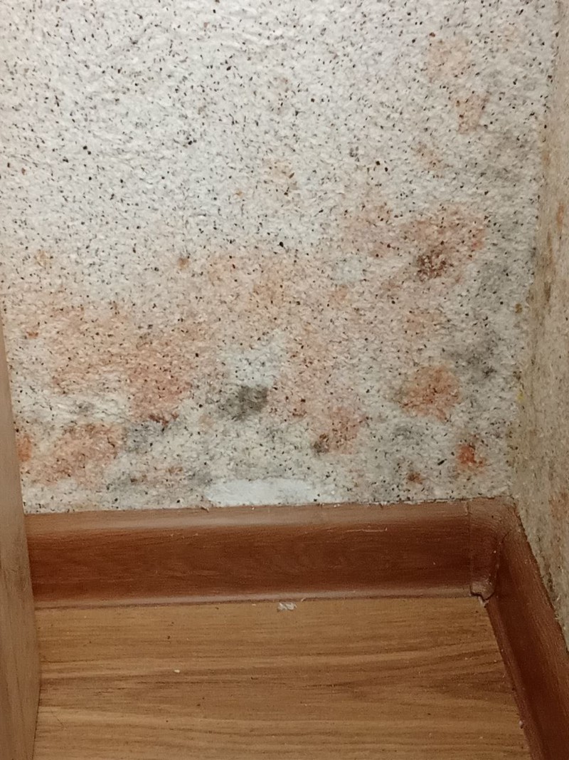 Плесень в квартире многодетной семьи в Дрогичине. Фото из соцсетей Натальи Качиной