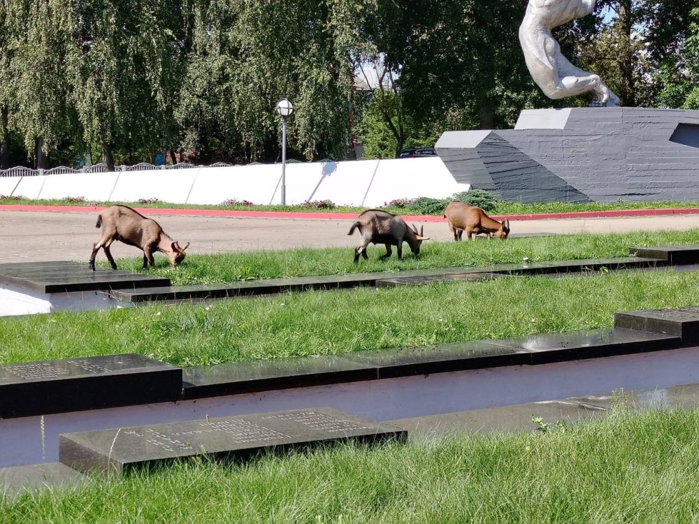 козы на захоронениях советских солдат 
