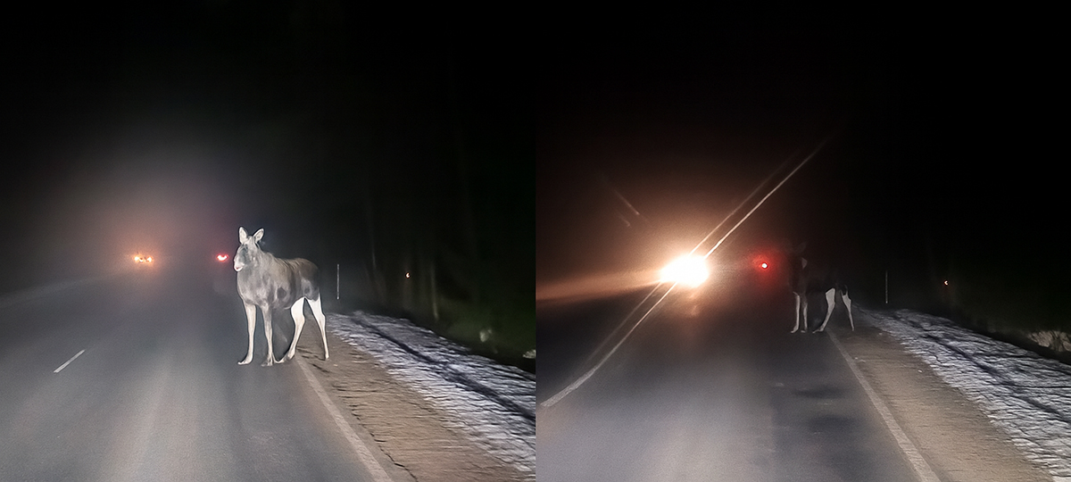 лоси на трасе