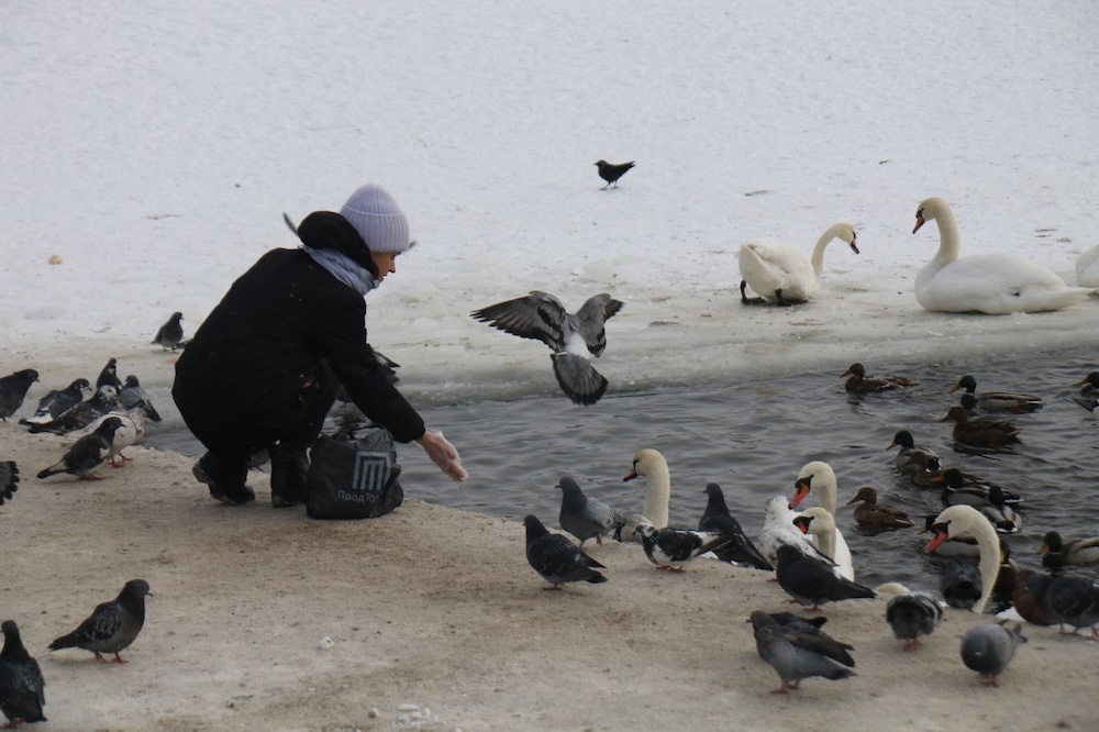 Корм для лебедей на набережной в Бресте