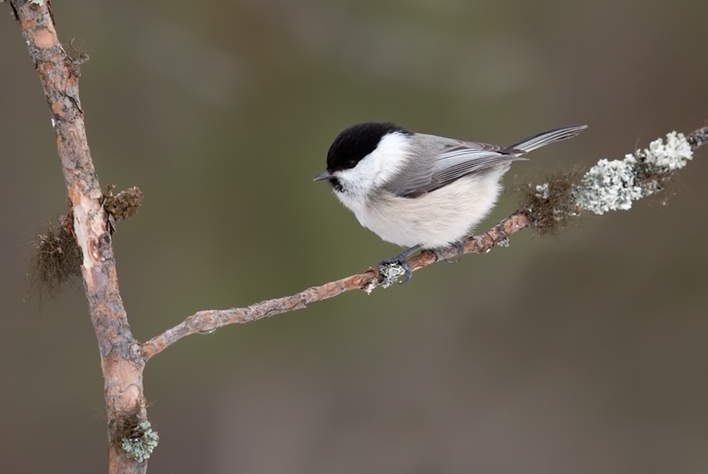 Ивовая синица в шведском парке Sibbaboda.