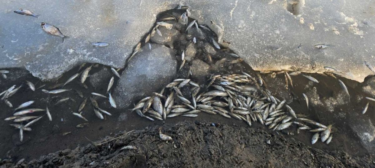 Массовый замор рыбы в Бобруйске