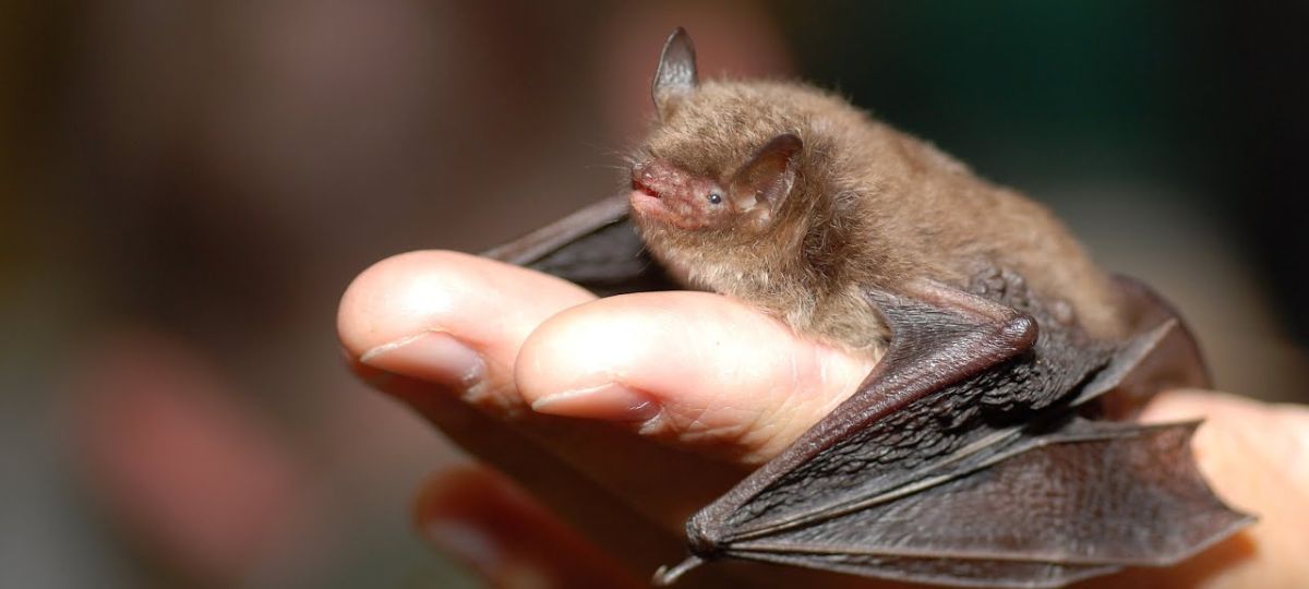 Ночница, летучая мышь, рука, мышь на руке