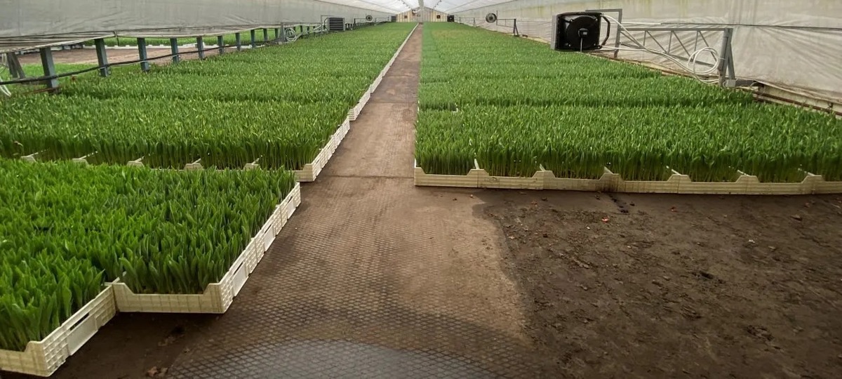 Теплица крупнейшего оптового продавца тюльпанов в Брестской области. Фото: КГК