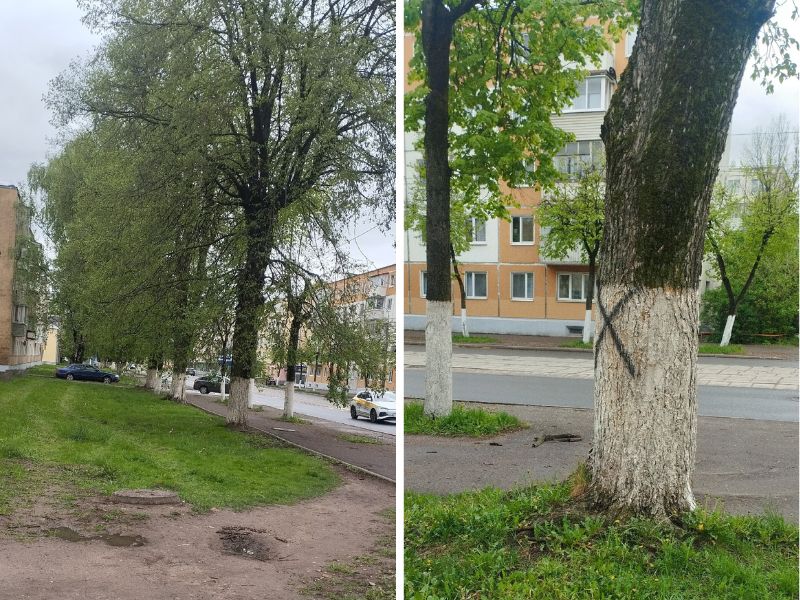 Деревья в Витебске, которые пометили крестиками и собираются спилить