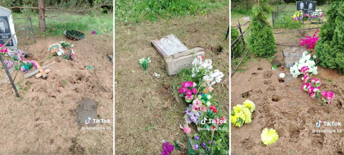 Коровы повредили памятники на кладбище в Миорском районе. Коллаж BGmedia